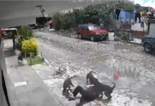 Abuelita es atacada por una jauría en Querétaro