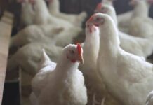 OMS reporta cuatro nuevos casos de gripe aviar en EU