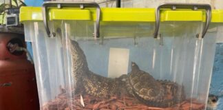 FGR asegura más de 70 animales exóticos en Veracruz; hay un detenido