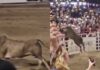 Toro salta valla hacia el público en un rodeo en EU