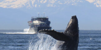 Islandia concede permiso para la caza de 128 ballenas Islandia