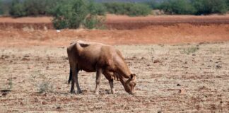 Suman 100 vacas muertas por sequía en Tamaulipas