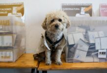 Perrita funcionaria de casilla en Puebla se hace viral