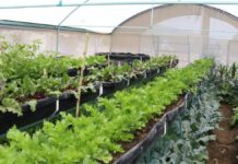 Logra Bienestar cobertura estatal con Programa Integral Alimentario 2024