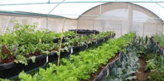 Logra Bienestar cobertura estatal con Programa Integral Alimentario 2024