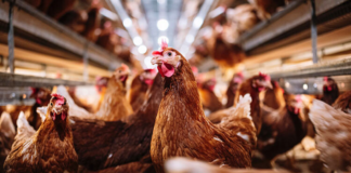 EU descarta riesgo de pandemia por gripe aviar