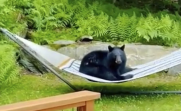 Captan a oso relajándose en la hamaca de una casa en EU