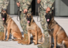 Perritos navales son homenajeados por su servicio en la Semar