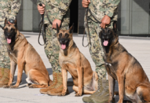 Perritos navales son homenajeados por su servicio en la Semar