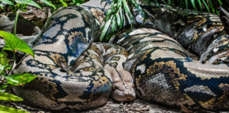 Hallan cuerpo de mujer desaparecida en el estómago de una pitón