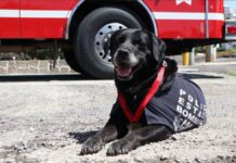 SSP despide con honor a “Dana”, ejemplar canina de Bomberos