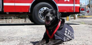 SSP despide con honor a “Dana”, ejemplar canina de Bomberos
