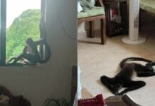 Mono se refugia del huracán “Beryl” en una casa de Cancún