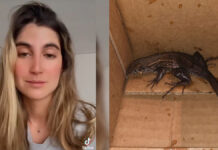 Joven pide freidora de aire por internet y recibe un reptil