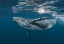 Ballenas fueron más felices durante la pandemia, revela estudio