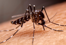 Reporta Salud 32 nuevos contagios por dengue en Puebla