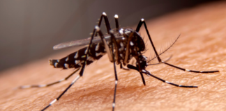 Se disparan los casos de dengue en México