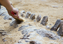Brasil: hallan fósil de dinosaurio de más de 223 millones de años