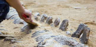 Brasil: hallan fósil de dinosaurio de más de 223 millones de años