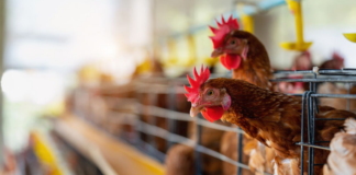 Declaran estado de emergencia en California por gripe aviar