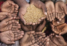 FAO: 73 millones de personas en el mundo sufren hambre extrema