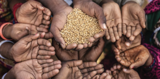 FAO: 73 millones de personas en el mundo sufren hambre extrema