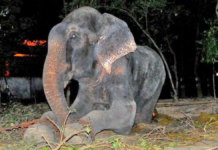 Raju, el elefante que lloró tras ser rescatado en India