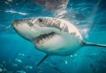 Científicos detectan rastros de cocaína en tiburones de la costa de Brasil