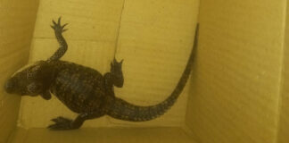 Detienen a hombres por llevar un caimán en metro de CDMX