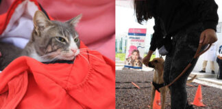 Inicia semana del Bienestar Animal en Puebla Capital