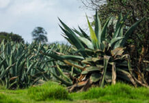Profepa combate saqueo de maguey en la Reserva de la Biósfera Tehuacán-Cuicatlán