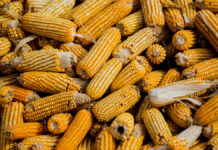 México pierde disputa para prohibir el maíz transgénico