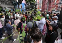 Sembremos Esperanza entrega más de mil árboles en Centro Histórico