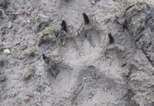 Misterioso depredador causa terror en comunidades de Puebla