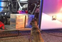 En Aguascalientes, aseguran 21 kilos de marihuana en autobús de pasajeros