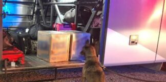 En Aguascalientes, aseguran 21 kilos de marihuana en autobús de pasajeros