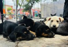 Con “Adógtame”, Atlixco promueve la adopción de perritos