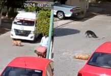 Chofer de combi en Tehuacán atropella y mata a perrito