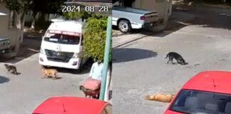 Chofer de combi en Tehuacán atropella y mata a perrito