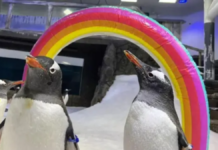 Muere el famoso pingüino gay Sphen de Australia