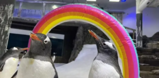Muere el famoso pingüino gay Sphen de Australia
