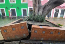 Árbol se desprende en Barrio del Artista; afecta edificios