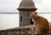 EU suspende plan de retirar gatos de sitio turístico en Puerto Rico