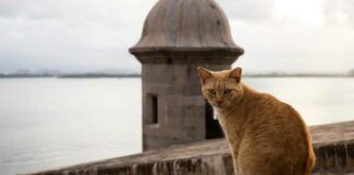 EU suspende plan de retirar gatos de sitio turístico en Puerto Rico