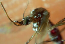 Salud registra 66 nuevos contagios por dengue en Puebla