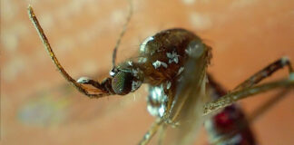 Salud registra 66 nuevos contagios por dengue en Puebla