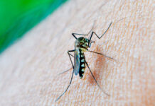 Epidemia de dengue y chikungunya cobra al menos 55 vidas en Cuba