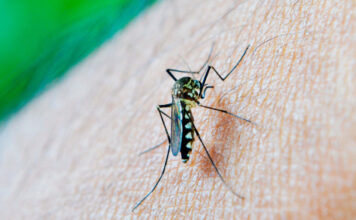 Puebla acumula más de 3 mil casos de dengue: Secretaría de Salud