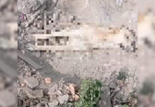 Rescatan a perro que había sido enterrado vivo en Tehuacán