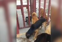 Bienestar Animal vigilará a perros abandonados en relleno sanitario